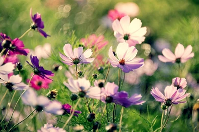 Flower Field Macro Wallpapers Desktop Backgroun