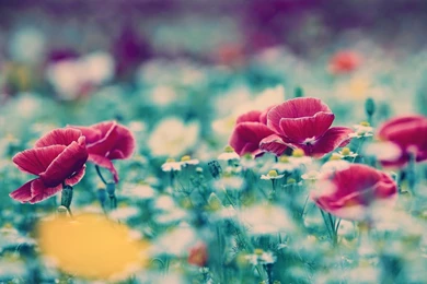 Flower Field Macro Wallpapers