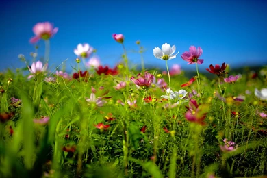 Flower Field Wallpapers