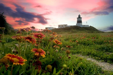 21 Flowers Desktop Wallpapers ≡ 803440 Flower Backgrounds Wallpapers