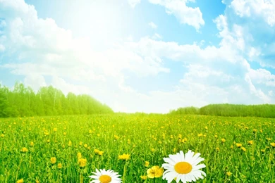 White Daisy Flowers Field Wallpapers HD Of Beautiful Flowers