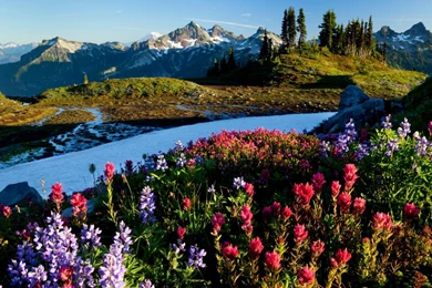 Wallpapers Snowboards Free Hd Snow Mountain Flower Field 1366x768 ...
