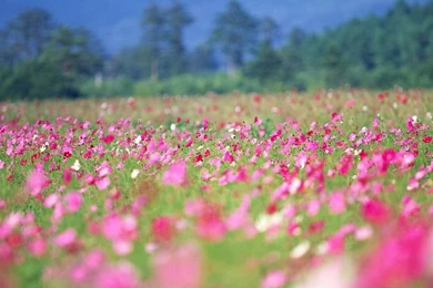 Cosmos Flowers Field Wallpapers 15   Wallcoo.net