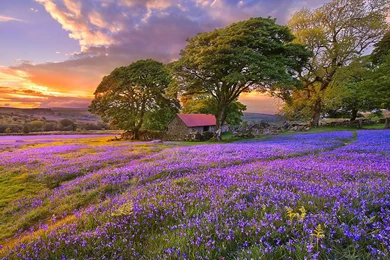 Sunset On The Flower Field HD Wallpapers