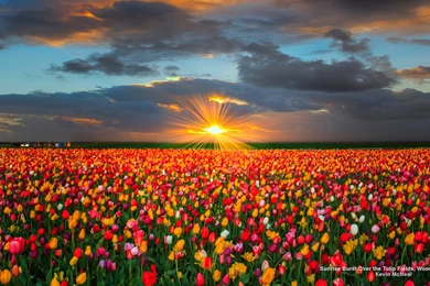Flowers: Sunrise Tulip Field Flowers Tulips Nature Flower Fields ...