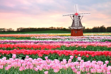 Holland Tulips Flower Fields Wallpapers Of Beautiful Scenery