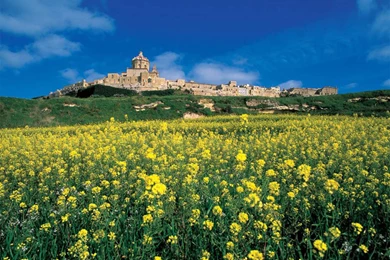 Flower Field Wallpapers 2   Crazy Frankenstein