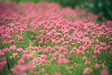 Clover Flower Field   Wallpaper.