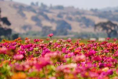 Flower S HD Wallpapers