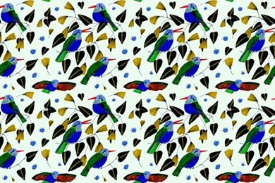 Humming Birds Wallpapers — Elizabeth Graeber