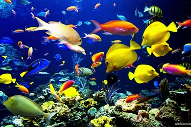 Ocean Life S Wallpapers