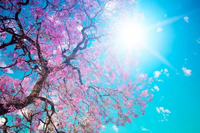 Wallpapers Sakura Pink Flowers Blue Sky 2560x1440