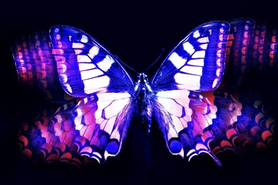 Blue And Pink Butterfly Wallpapers