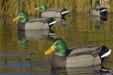 Free Desktop Wallpapers