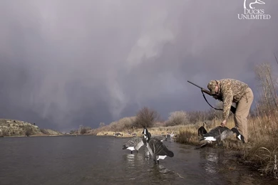 Ducks Unlimited Wallpapers Desktop