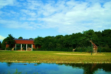 Desktop Wallpapers Of The Giraffe On The African Plain － Animal ...
