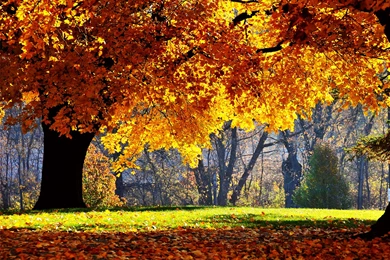 Autumn Backgrounds Wallpapers For Computer 4453 Wallpapers
