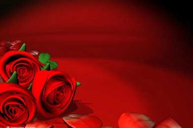Only Red Roses High Quality Wallpapers