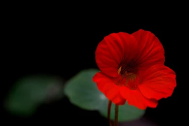 Flowers Wallpapers Photos: Red Flower Wallpapers