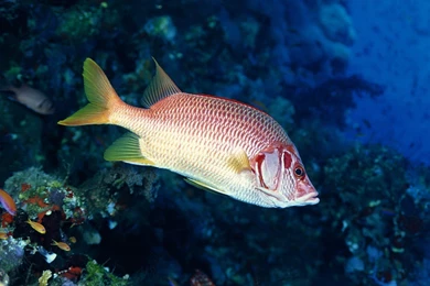 Desktop, Theme, Wallpaper, World, Underwater (