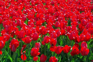 Flower Garden Images And Wallpapers Download