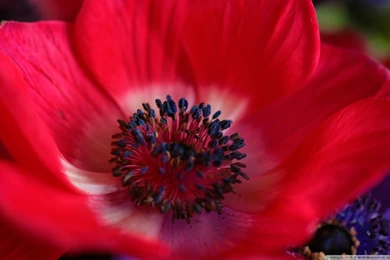 Red Flower Macro HD Desktop Wallpapers : Widescreen : High ...