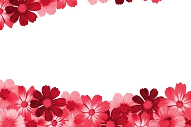 Red Flower Wallpapers Love   HD Wallpapers Pretty