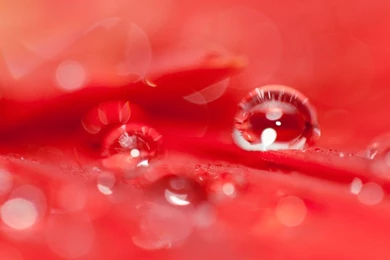 Beautiful Water Drops On A Red Flower HD Desktop Wallpapers ...