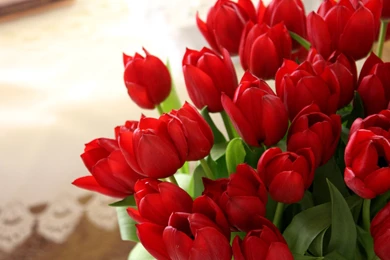 Red Tulips Wallpapers   HD Images New