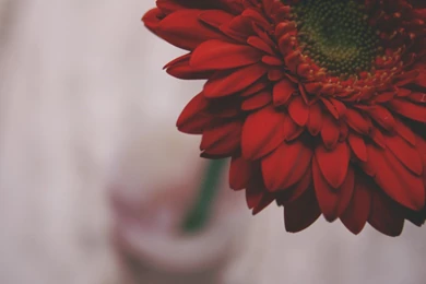 Red Flower Up Close Wallpapers