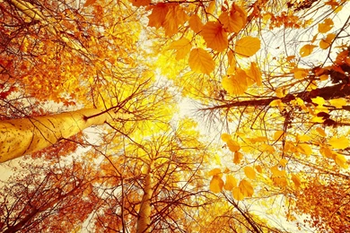 Fall Computer Wallpapers, Desktop Backgrounds