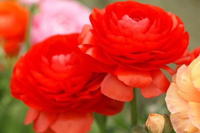 Red Flowers Pictures