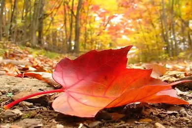 Fall Leaf Computer Wallpapers Attachment 10988   Amazing Wallpaperz