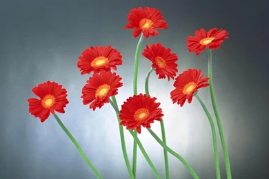 Beautiful Red Flowers Wallpapers