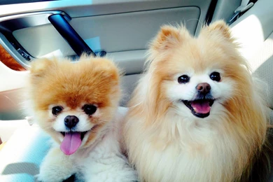 Boo Dog HD Wallpapers