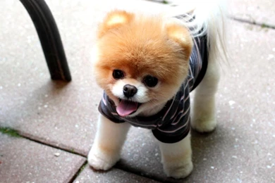 Boo Dog Wallpapers HD