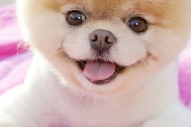 Cute Boo iPhone 6 / 6 Plus And iPhone 5/4 Wallpapers