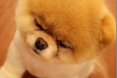 Boo Dog Quotes. QuotesGram