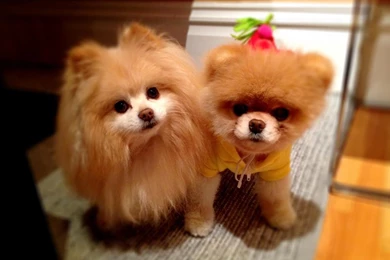 Boo Dog Wallpapers HD