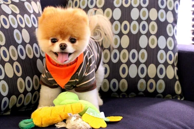 Dog Wallpapers   Tag