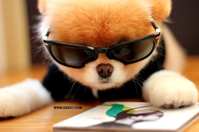 Boo, Boo Cute Dog, Boo Gund, Boo Pomereanian, Boo Stuffed Animal ...