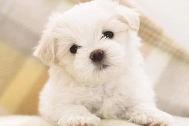 Watch Latest Boo Dogs Desktop Wallpapers