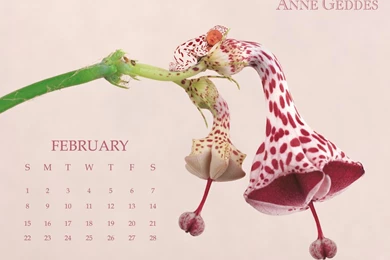 Wallpapers — Anne Geddes