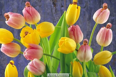 Anne Geddes Wallpapers   Wallpapers Cave