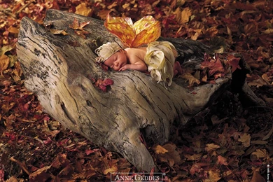 Anne Geddes Baby Photogaphy   Anne Geddes Babies, Flower Babies ...
