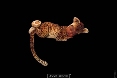 Anne Geddes Baby Wallpapers, Prints, Desktop Wallpapers By Lisa ...