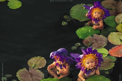 Adorable Pond Lillies   Anne Geddes   Babies Wallpapers