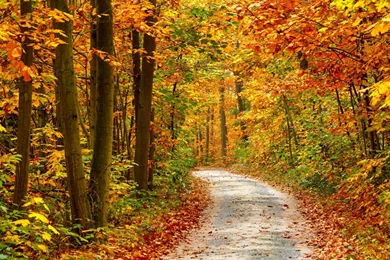 Wallpapers Autumn Forest Landscape HD Wallpapers Expert