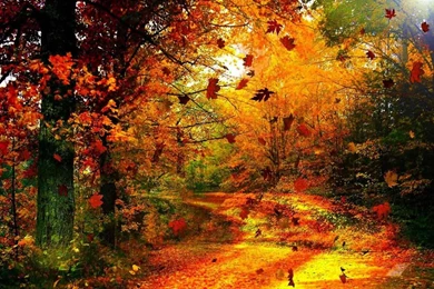 Autumn Wallpapers HD Android Apps On Google Play