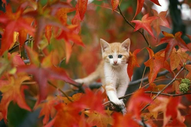 Autumn Graphics Picture: Autumn Desktop Wallpapers